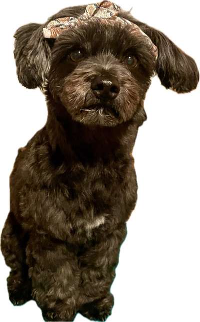 Zwerghunde und die "bösen Grossen"-Beitrag-Bild