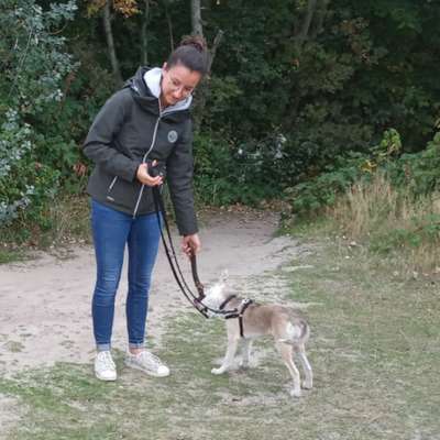 Hundetreffen-Gemeinsame Gassirunde & Spielen