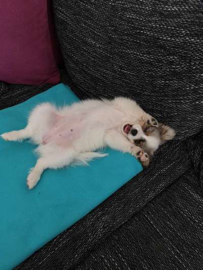 Welpen Bilder !-Beitrag-Bild