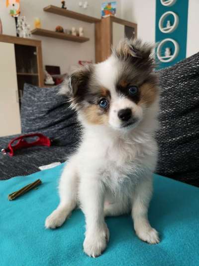 Welpen Bilder !-Beitrag-Bild