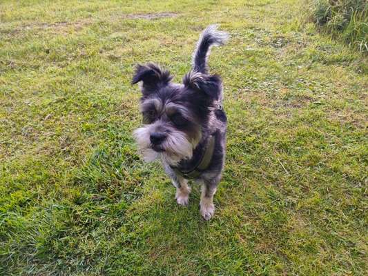Hundetreffen-Hundetreffen-Bild