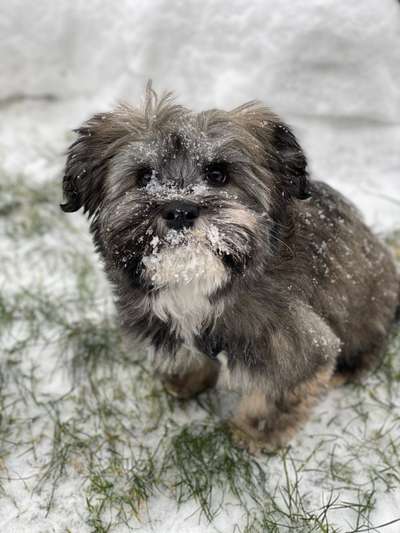 Foto's und Hundemodels-Beitrag-Bild