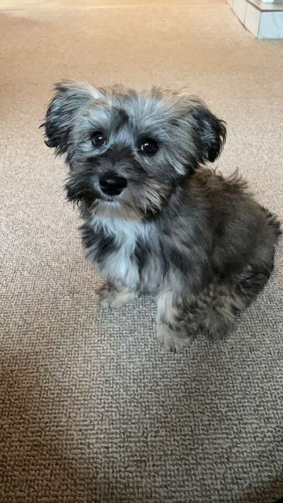 Havaneser dabei?:)-Beitrag-Bild