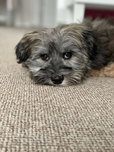 Foto's und Hundemodels-Beitrag-Bild