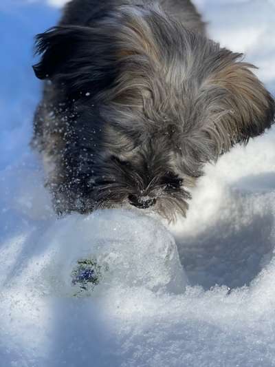 Foto's und Hundemodels-Beitrag-Bild