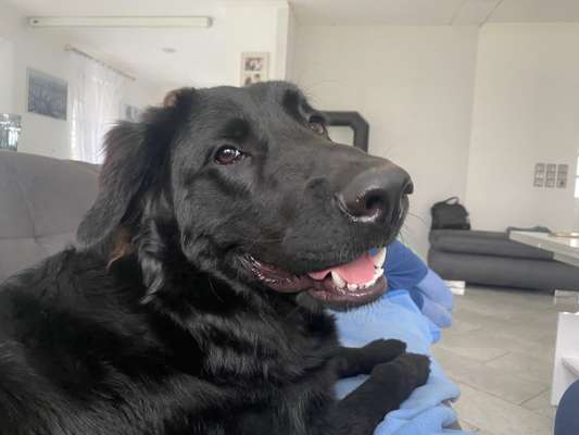 Dogorama Photo Challenge - Hundeblick zum hinschmelzen-Beitrag-Bild