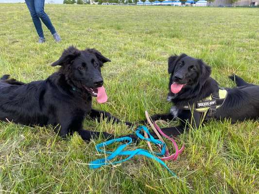 Die Dogorama Wochen Challenge "Friends will be Friends"-Beitrag-Bild