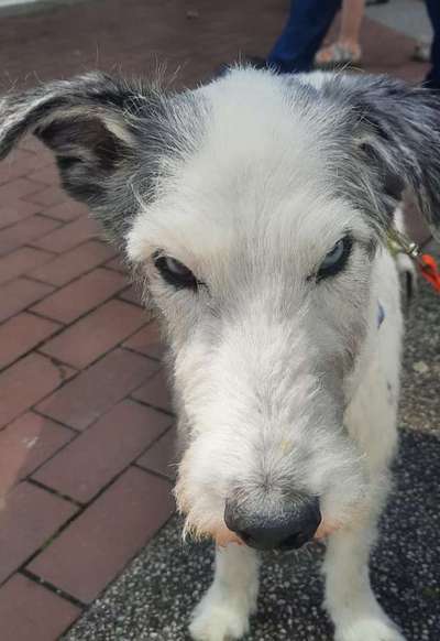 Die lustige Welt der Hunde-Mimik :)-Beitrag-Bild