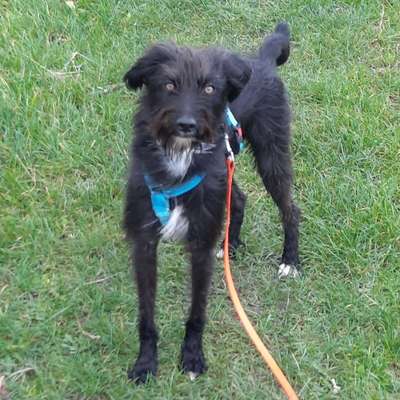 Hundetreffen-Norgaardholz, oder an Wochenenden eine Runde drehen.-Bild