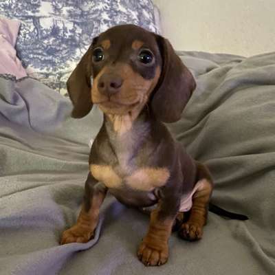 Hundetreffen-Welpentreffen mit einem Dackel Welpen-Bild