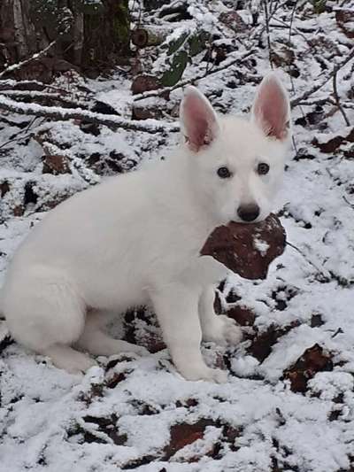 Weißer Schweizer Schäferhund-Beitrag-Bild