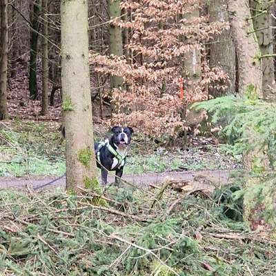 Hundetreffen-Gassi Freunde gesucht-Bild