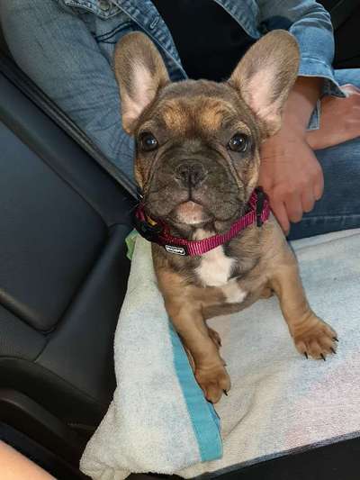 Welpen Bilder !-Beitrag-Bild