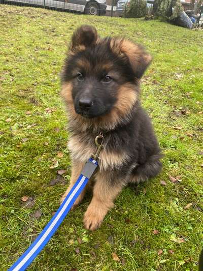 Schäferhund-Beitrag-Bild