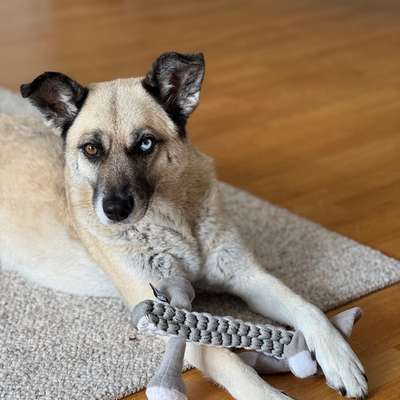 Hundetreffen-Senioren/ Entspannte Walks ☺️-Bild