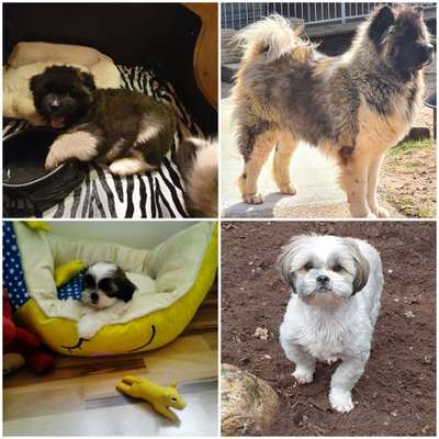 Welpenfotos-Beitrag-Bild