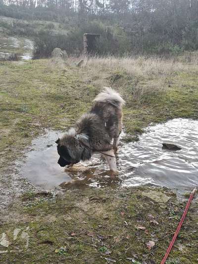 Fotochallenge Nr 55  -  Hund im November--Beitrag-Bild
