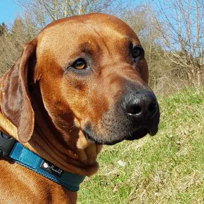 Dogorama Photo Challenge - Hundeblick zum hinschmelzen-Beitrag-Bild