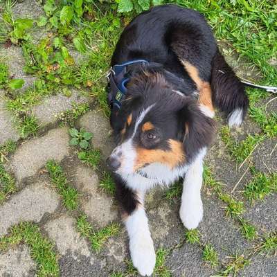 Hundetreffen-Gemeinsame Spaziergänge