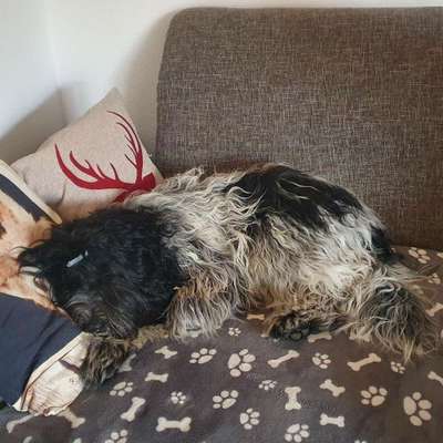 Hundetreffen-Spazieren und spielen in Biberach-Bild