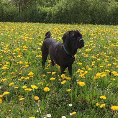 Hundetreffen-Spielsstunde-Bild