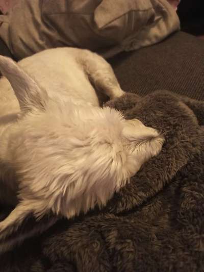 Westhighland white Terrier-Beitrag-Bild