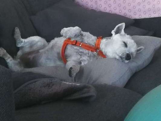 Westhighland white Terrier-Beitrag-Bild