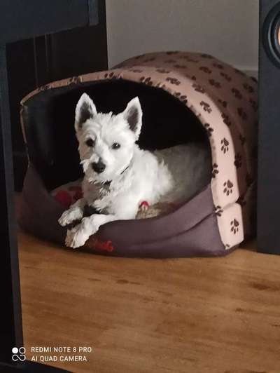 Westhighland white Terrier-Beitrag-Bild