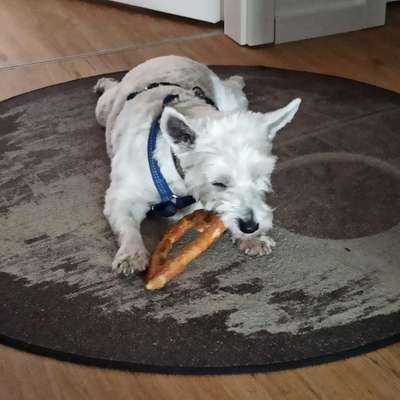 Dogorama Photo Challenge - Herzenshund-Beitrag-Bild