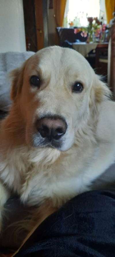 eure Spitznamen für die Vierbeiner-Beitrag-Bild