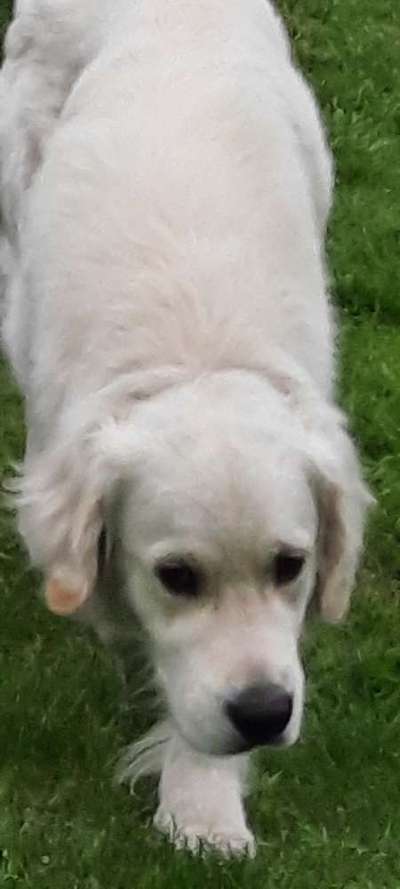 Nenn mir den Namen deines Hundes und danach, wie du ihn rufst-Beitrag-Bild