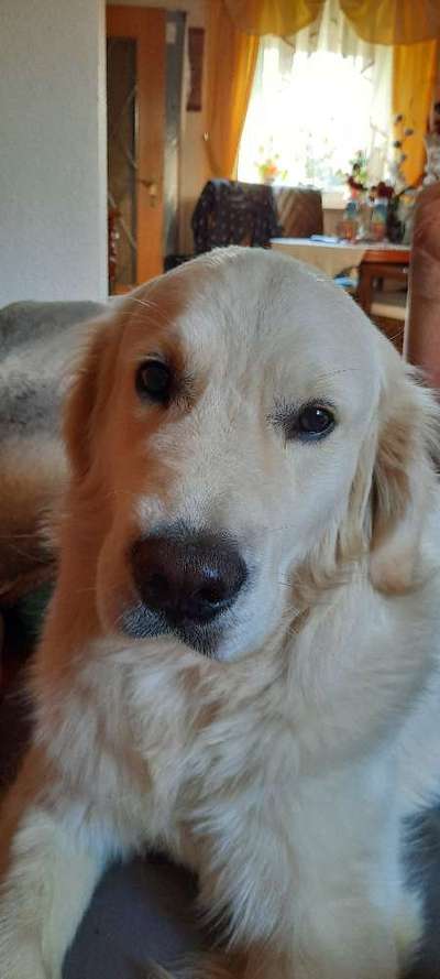 Wo sind die Golden Retriever Liebhaber?-Beitrag-Bild