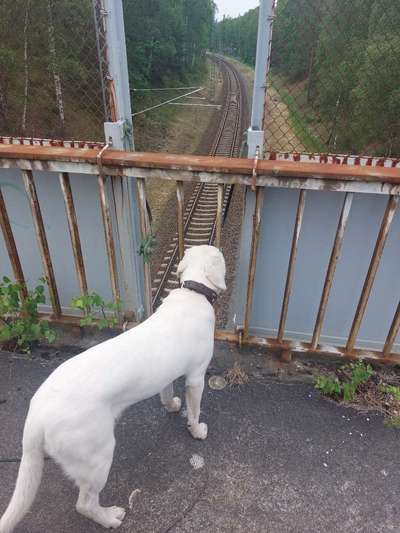 Die wunderschöne Welt mit Hund.-Beitrag-Bild