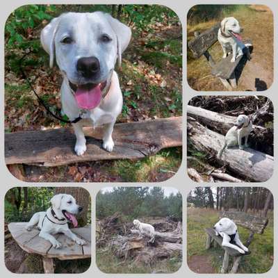 31. Collagen Challenge - Bänke/ Steine /Baumstümpfe-Beitrag-Bild