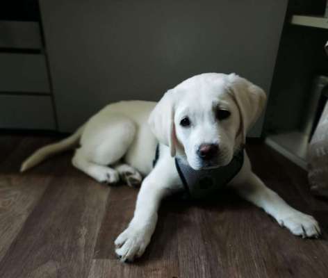 Welpen Bilder !-Beitrag-Bild