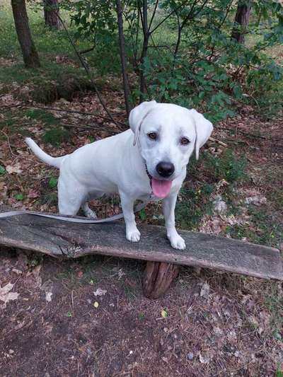 Wo sind meine Labrador Freunde-Beitrag-Bild