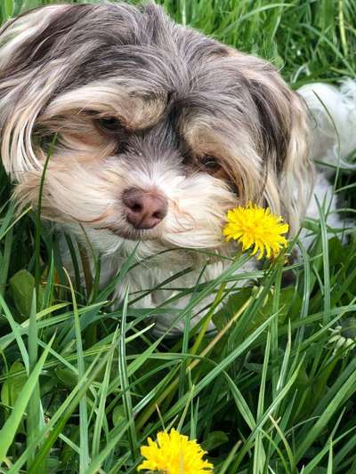 Bolonka Zwetna 🐾-Beitrag-Bild