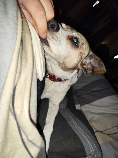 Darf der Hund bei Euch im Bett schlafen?-Beitrag-Bild