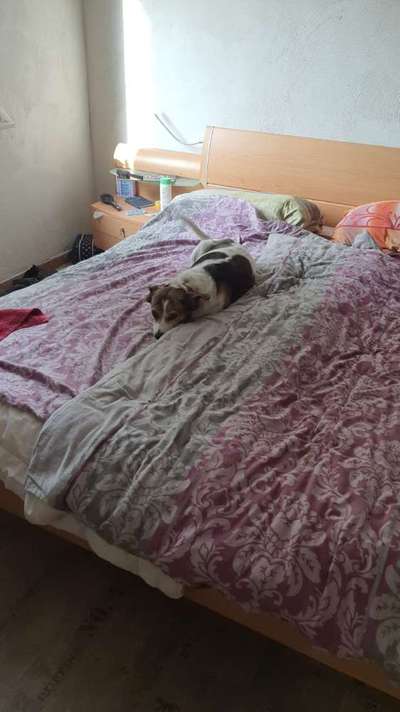 Darf der Hund bei Euch im Bett schlafen?-Beitrag-Bild