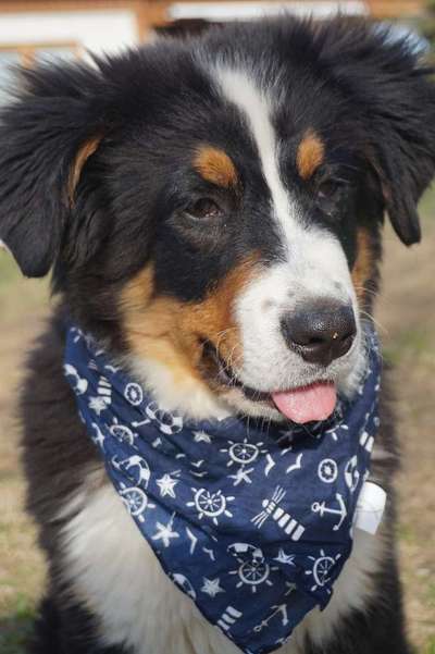 Berner Sennen-Beitrag-Bild