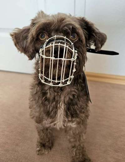 Wie sitzt mein Maulkorb / Maulkorb-Beratung-Beitrag-Bild