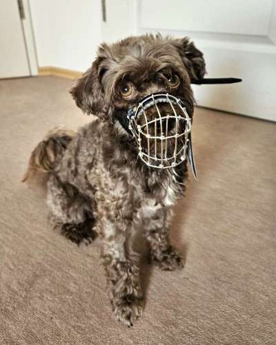 Wie sitzt mein Maulkorb / Maulkorb-Beratung-Beitrag-Bild