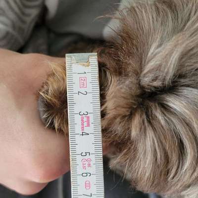 Wie sitzt mein Maulkorb / Maulkorb-Beratung-Beitrag-Bild