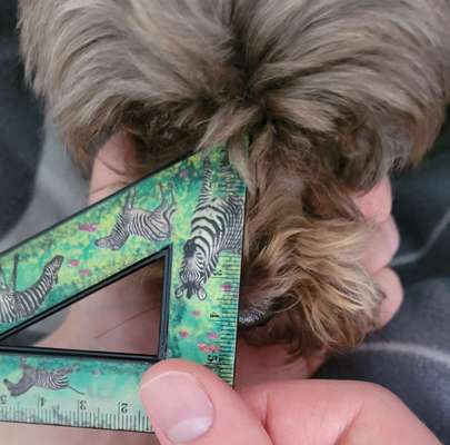 Wie sitzt mein Maulkorb / Maulkorb-Beratung-Beitrag-Bild