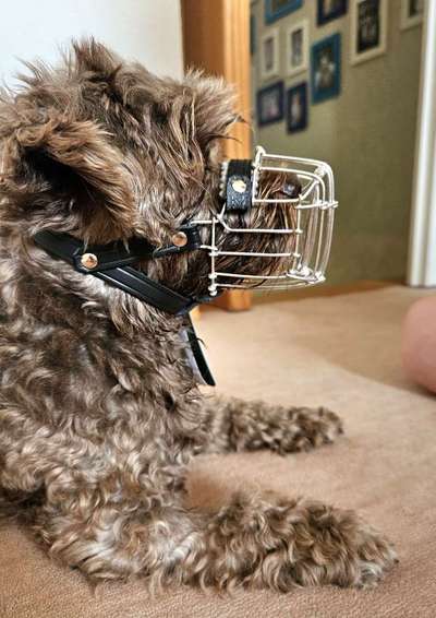 Wie sitzt mein Maulkorb / Maulkorb-Beratung-Beitrag-Bild