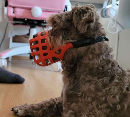 Wie sitzt mein Maulkorb / Maulkorb-Beratung-Beitrag-Bild