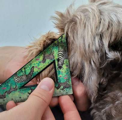 Wie sitzt mein Maulkorb / Maulkorb-Beratung-Beitrag-Bild