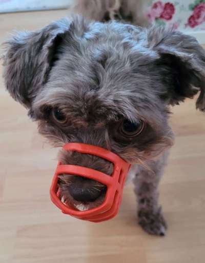 Wie sitzt mein Maulkorb / Maulkorb-Beratung-Beitrag-Bild