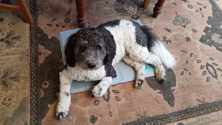 Die Dogorama Monats Challenge "Es grünt und blüht"-Beitrag-Bild