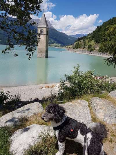 Die Dogorama Wochen Challenge: “Dein Hund im Urlaub”-Beitrag-Bild